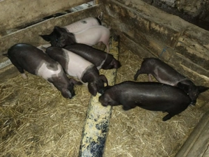 Vând purcei bazna  - imagine 2