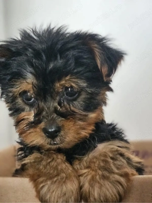 yorkshire terrier - imagine 2