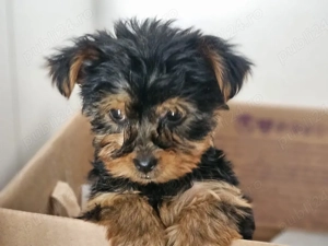yorkshire terrier