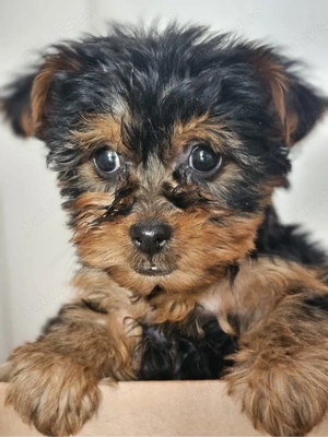 yorkshire terrier - imagine 5