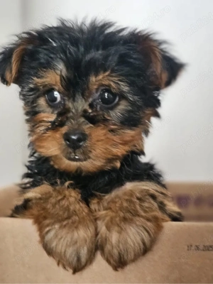 yorkshire terrier - imagine 3