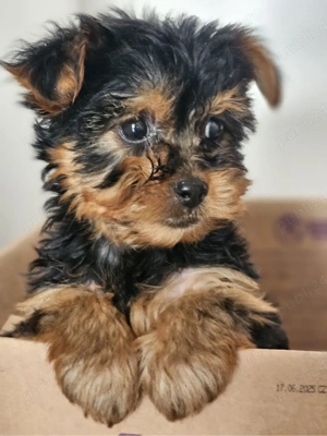 yorkshire terrier - imagine 4
