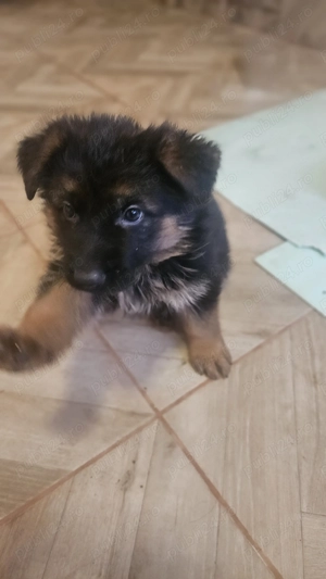 Vând 3 pui câini femele  - imagine 4