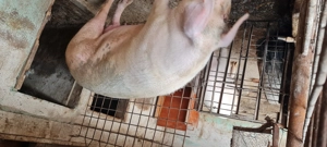Porci pentru sacrificat 170-250 - imagine 4