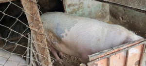 Porc pentru sacrificat 250+ - imagine 4