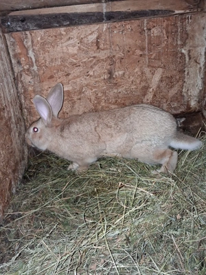 Vand iepuri hycole francez  - imagine 5