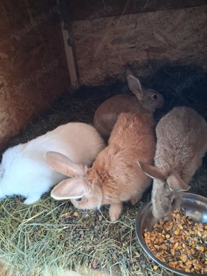 Vand iepuri hycole francez  - imagine 3