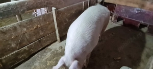 Pentru sacrificat 200kg - imagine 2