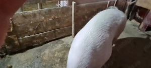 Pentru sacrificat 200kg