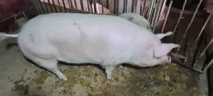 Pentru sacrificat 200kg