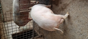Porc castrat  - imagine 2