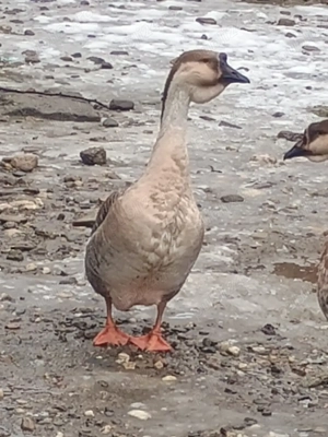 vând gasca leșesc  - imagine 2