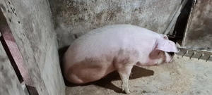 Porc pentru sacrificat 170+ - imagine 4