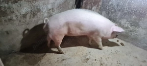 Porc pentru sacrificat 170+ - imagine 3