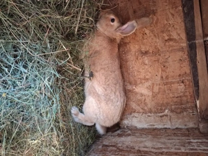 Vand iepuri hycole francez  - imagine 4