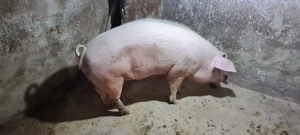 Porci pentru sacrificat 170-250