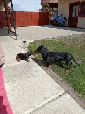 tekel juniori  - imagine 4