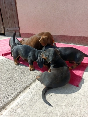 tekel juniori  - imagine 3