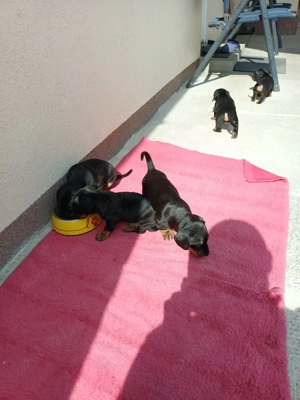 tekel juniori  - imagine 2