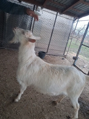 Vând capră pentru sacrificare  - imagine 4