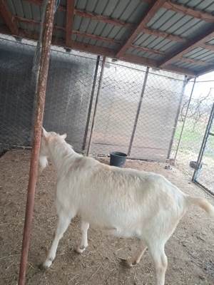 Vând capră pentru sacrificare  - imagine 3