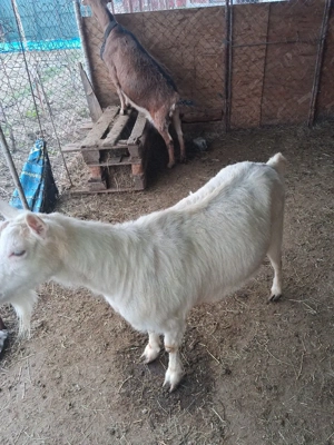 Vând capră pentru sacrificare  - imagine 5