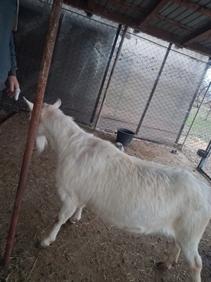 Vând capră pentru sacrificare  - imagine 2