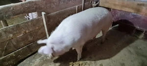 Porci pentru sacrificat 170-250 - imagine 2