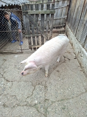 Vand porc 100kg - imagine 3