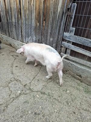 Vand porc 100kg - imagine 4