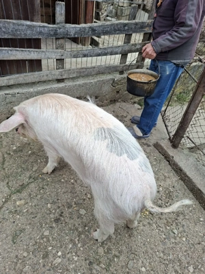 Vand porc 100kg - imagine 2