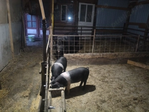 Purcei de vînzare disponibil o pereche.