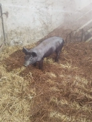 vand purcea de 10 săptămâni - imagine 4