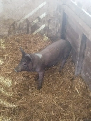 vand purcea de 10 săptămâni - imagine 3