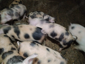 Vând purcei de 8 săptămâni  - imagine 2