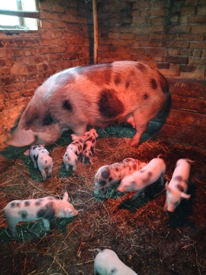 Vând scroafa cu purcei  - imagine 2