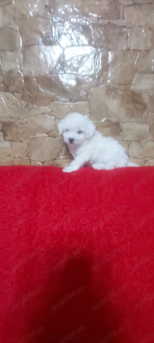 Vând pui Bichon maltez 