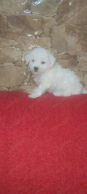 Vând pui Bichon maltez  - imagine 2