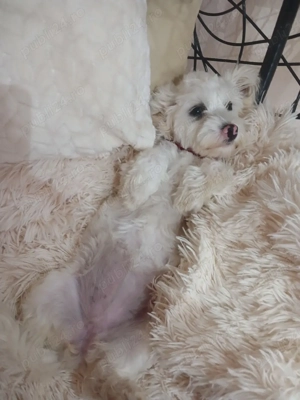 Bichon femela - imagine 2