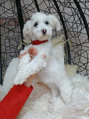 Bichon femela - imagine 3