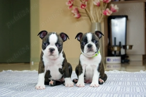 Pui boston terrier terier