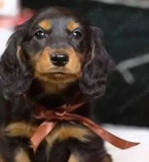 Pui teckel tekel techel par lung