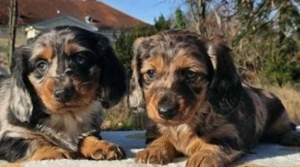 Pui teckel tekel techel par lung - imagine 3