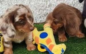 Pui teckel tekel techel par lung - imagine 2