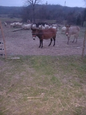 vând măgari  - imagine 5