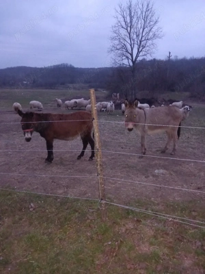 vând măgari  - imagine 4