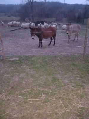 vând măgari  - imagine 2