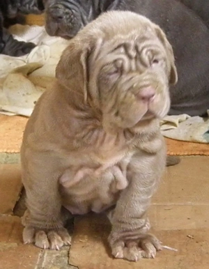 Pui mastino napoletano - imagine 2