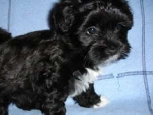 Pui bichon havanese havanez - imagine 3