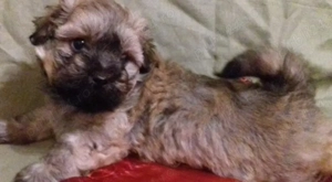 Pui bichon havanese havanez